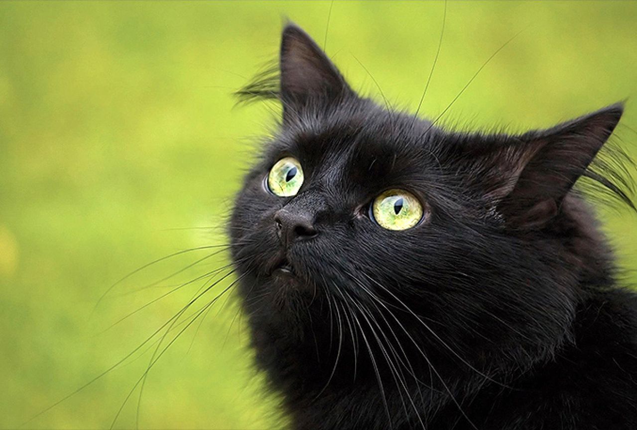 Trebinje: Crni mačak godinama ne želi sići s krova