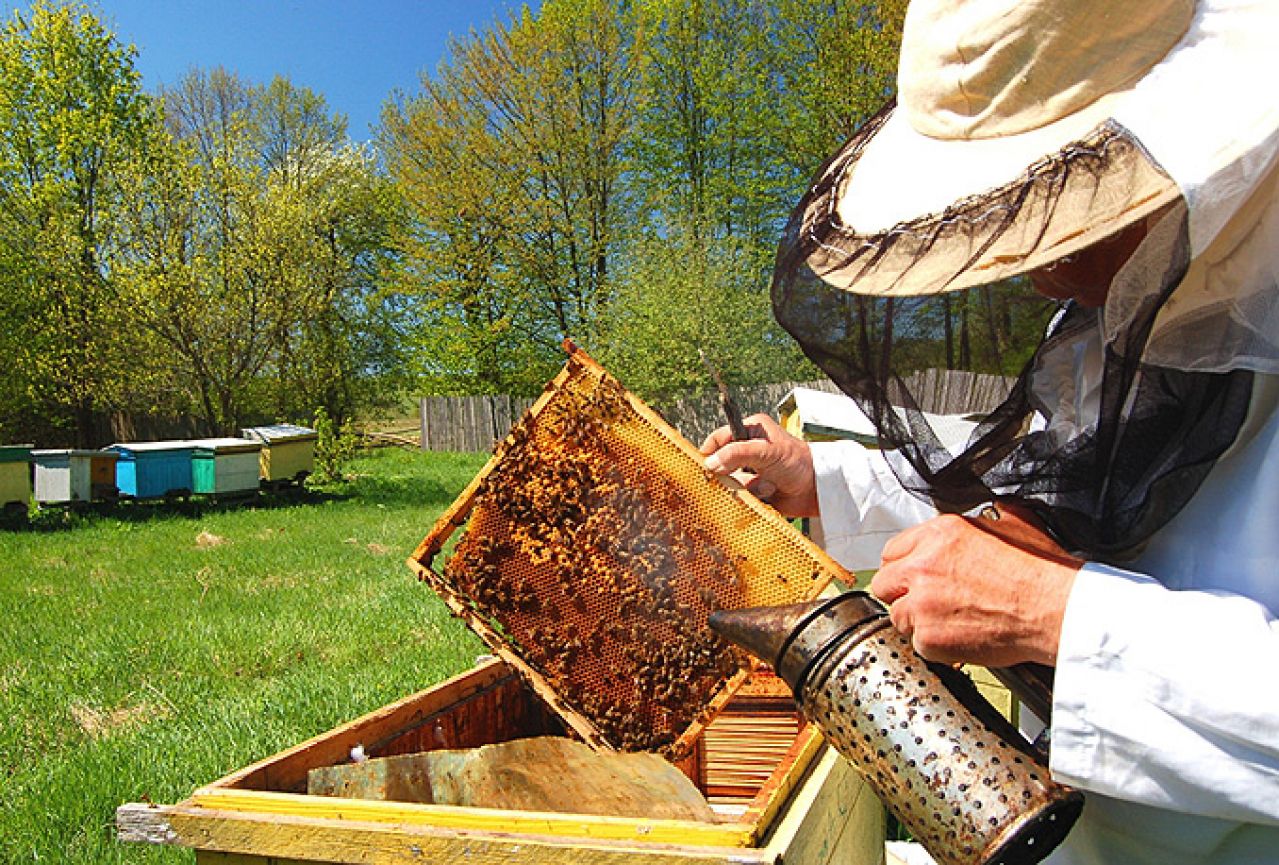 Katastrofalna godina za pčelare
