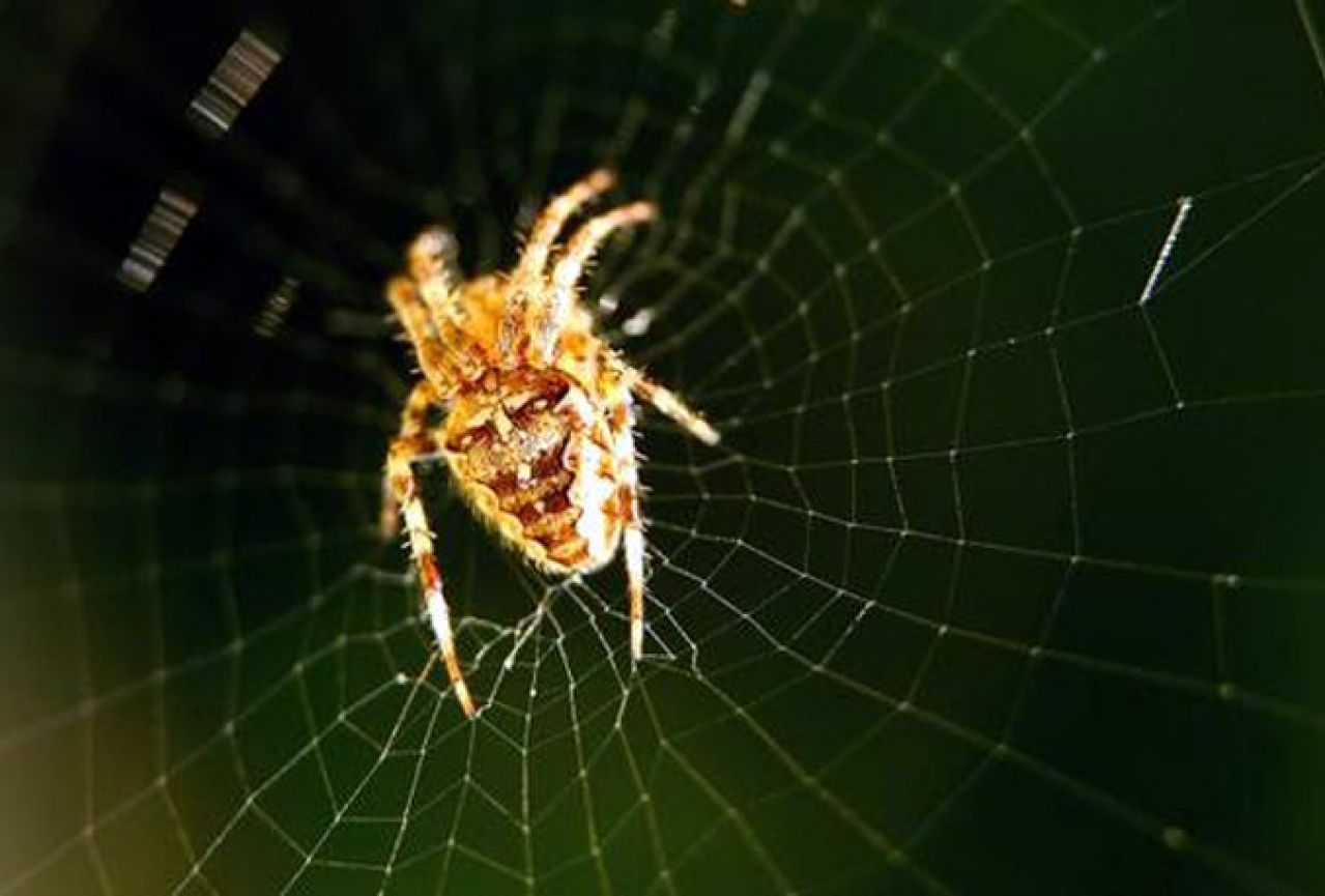 Pauci mogu štimati mreže