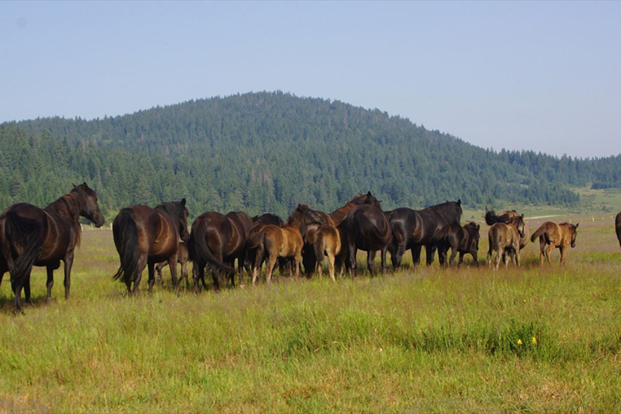 Hoće li biti spašena ekstremno ugrožena pasmina bosanski brdski konj? 