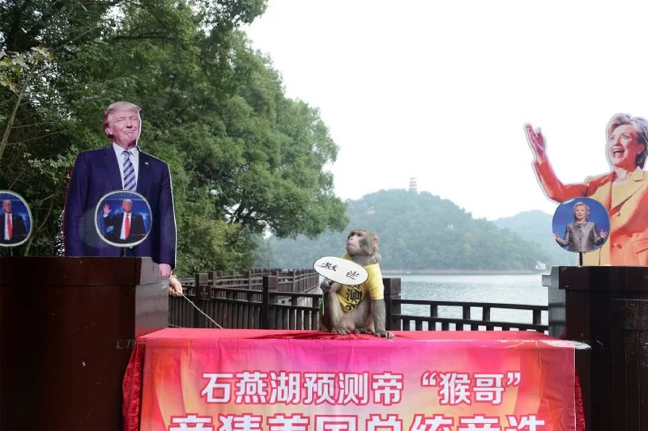 Kineski majmun ''skužio'' tko će pobijediti na izborima u Americi