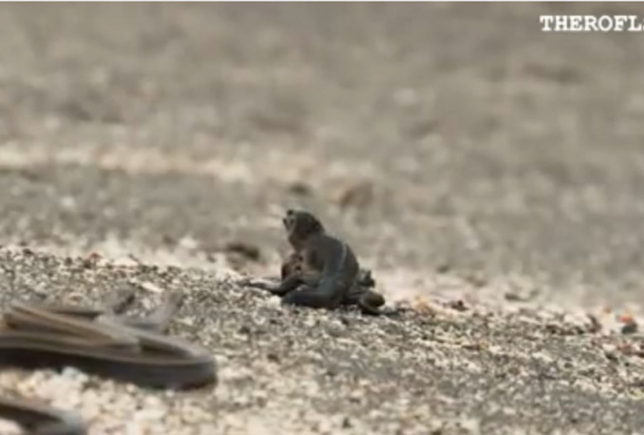 VIDEO: Pogledajte napad zmija koji je šokirao gledatelje BBC-a