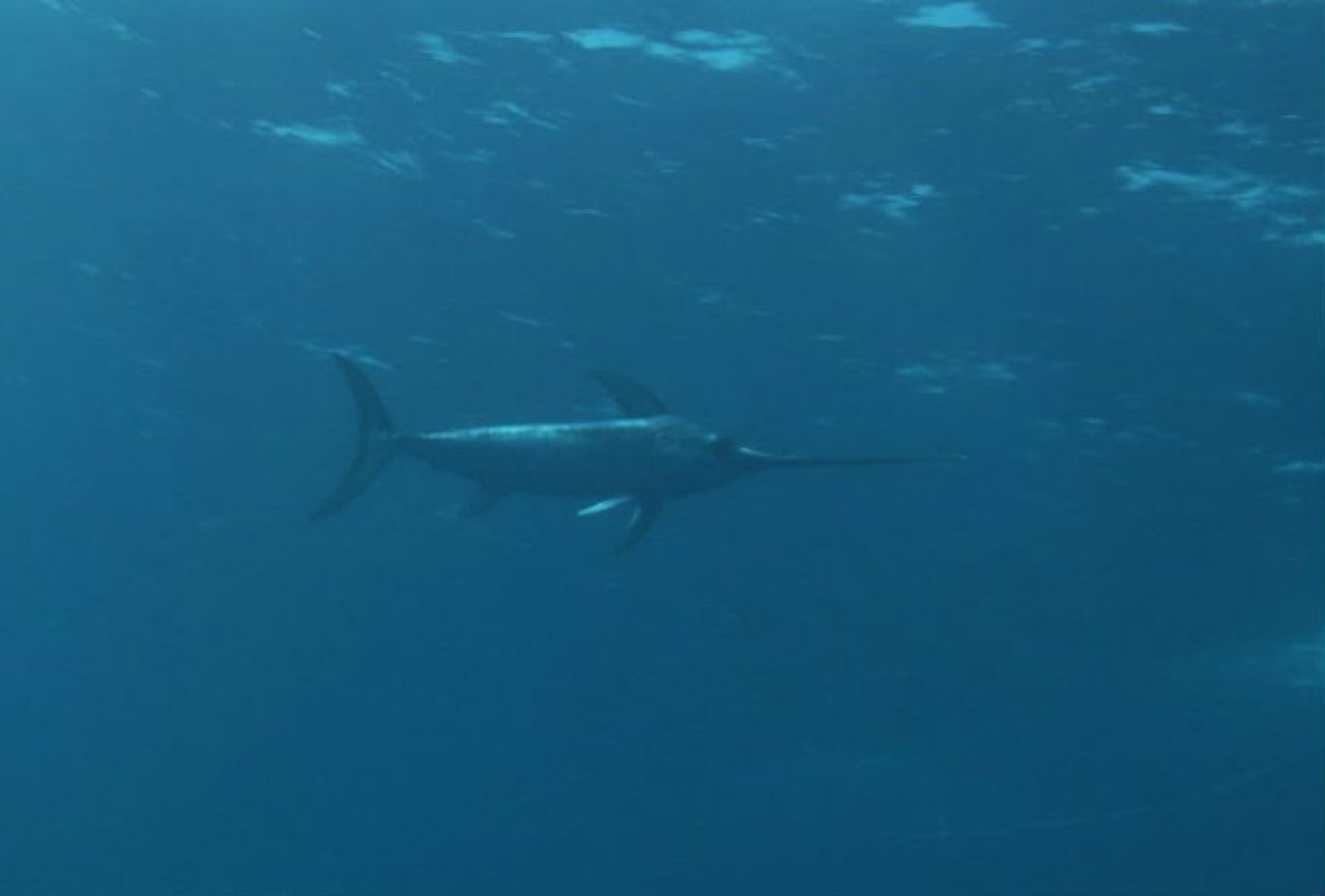 Mediteranska sabljarka na rubu propasti