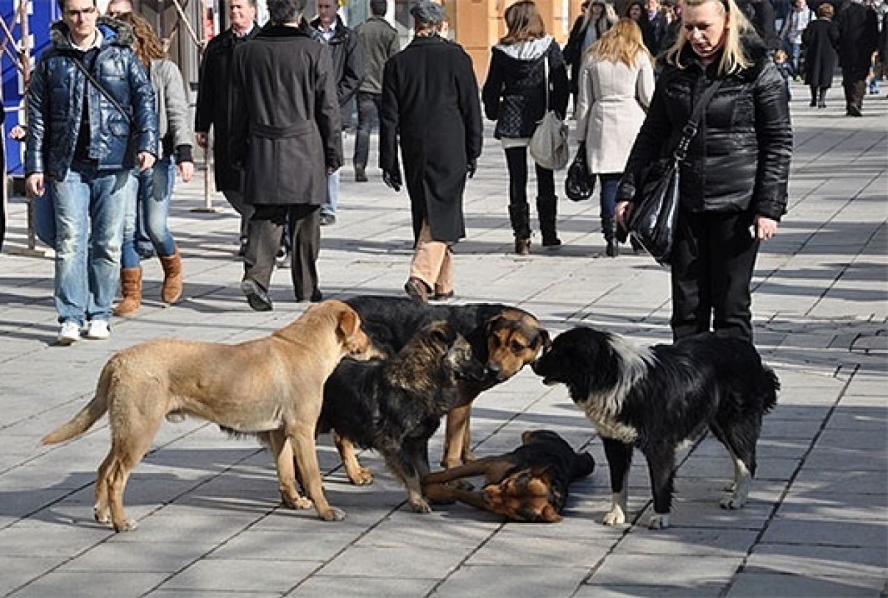 Deset tisuća napuštenih pasa na ulicama Sarajeva, pomoć zbog ugriza zatražilo 349 osoba