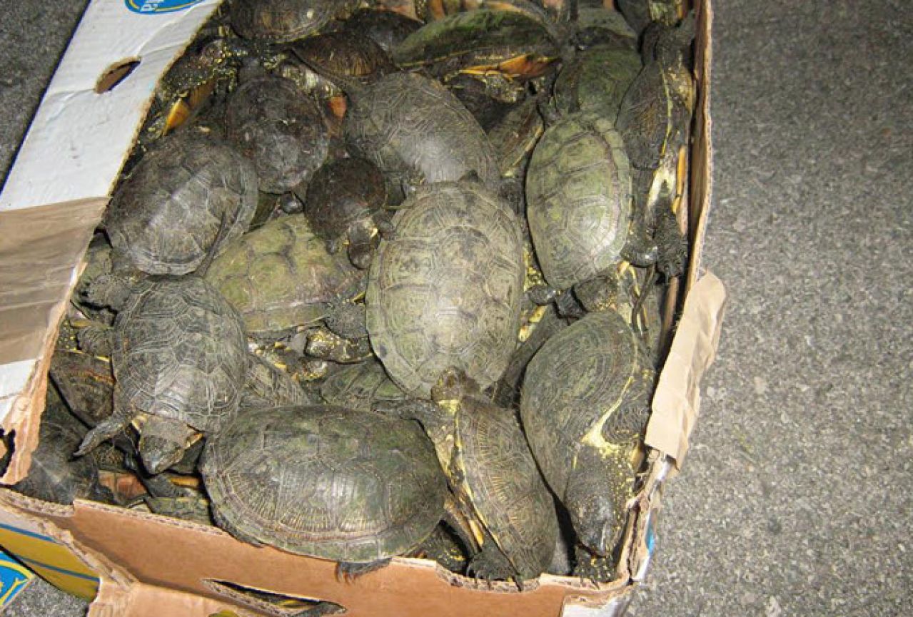 Policija zaplijenila 715 kornjača