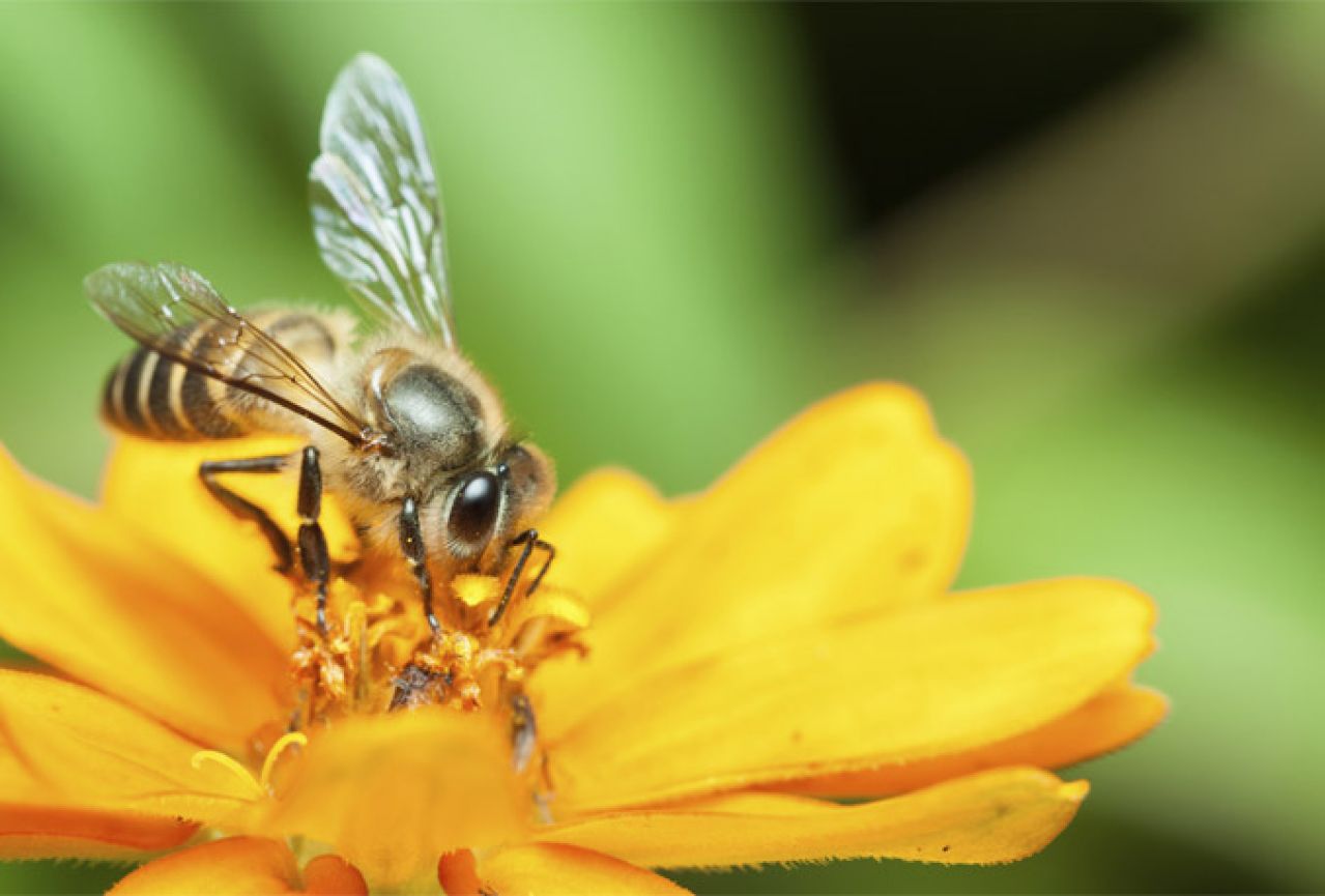 Oko 1,4 milijarde radnih mjesta u svijetu ovisi o pčelama 