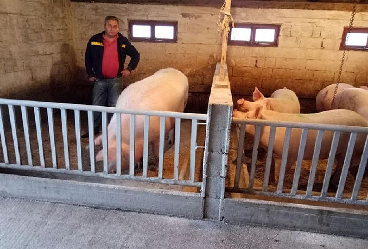 Rekord iz Gruda: Uzgojili svinju od 511 kilograma