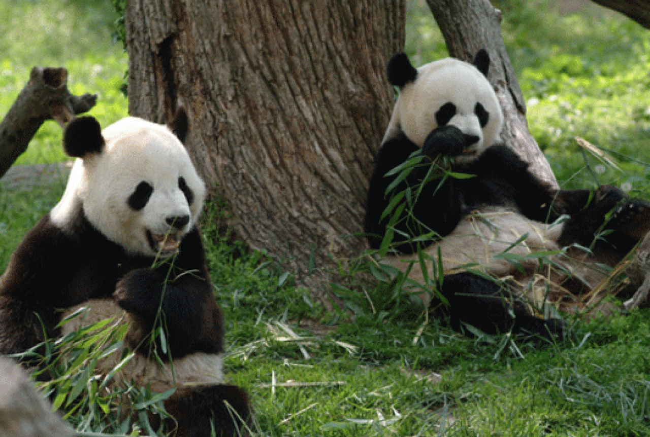 Populacija pandi bogatija za 55 mladunaca 