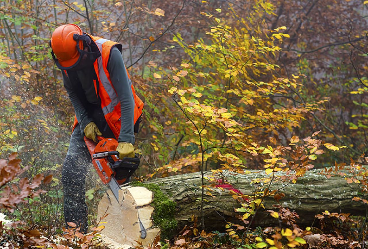 Kaos u šumarstvu HNŽ-a: Drvo sijeku 4 poduzeća, peto tvrdi da to rade nelegalno 