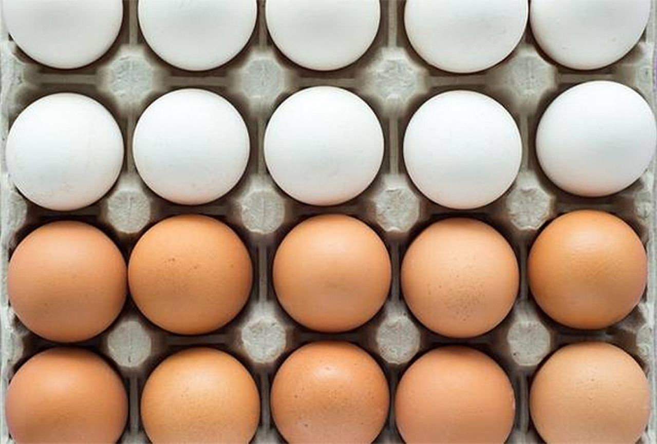 Postoji li zapravo razlika između smeđih i bijelih jaja
