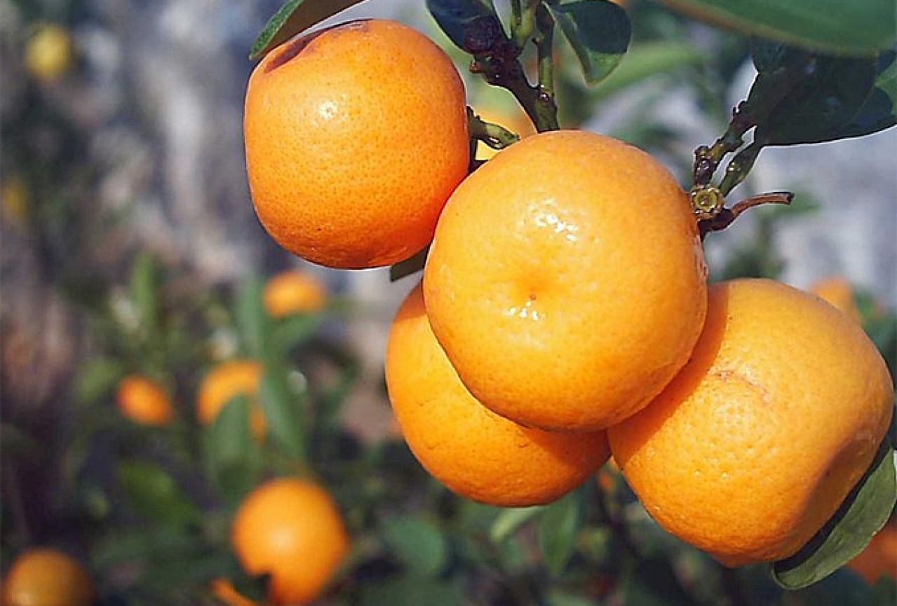 Nitko ne želi obrati besplatne mandarine
