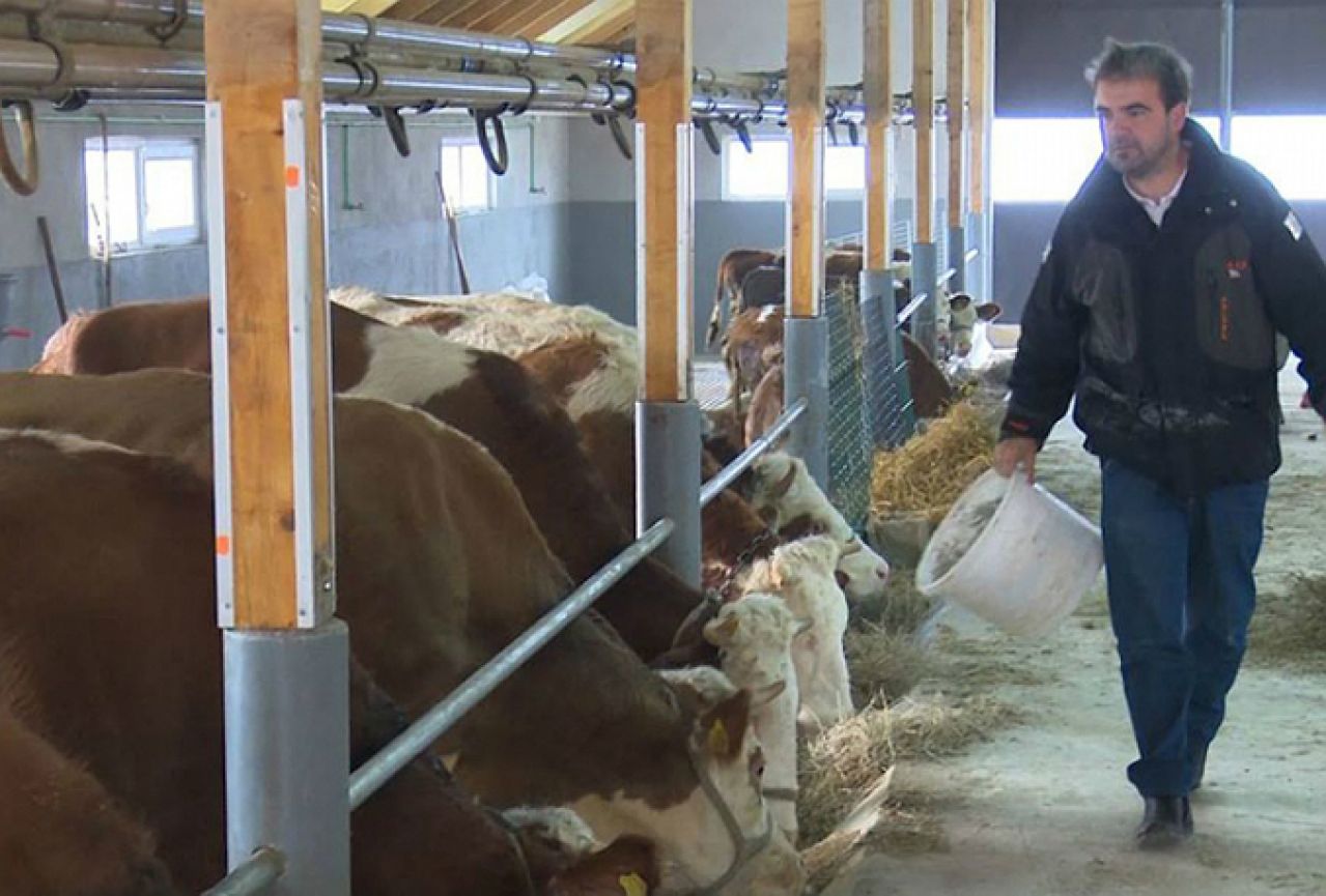 Iz Švedske se vratio u BiH da uzgaja krave