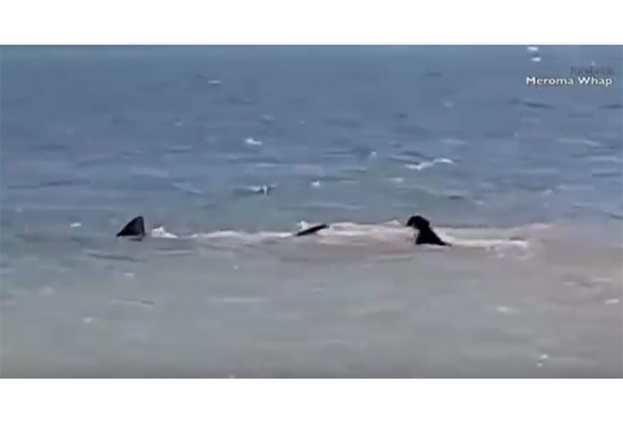 VIDEO | Pas uletio u vodu i otjerao morskog psa iz plićaka