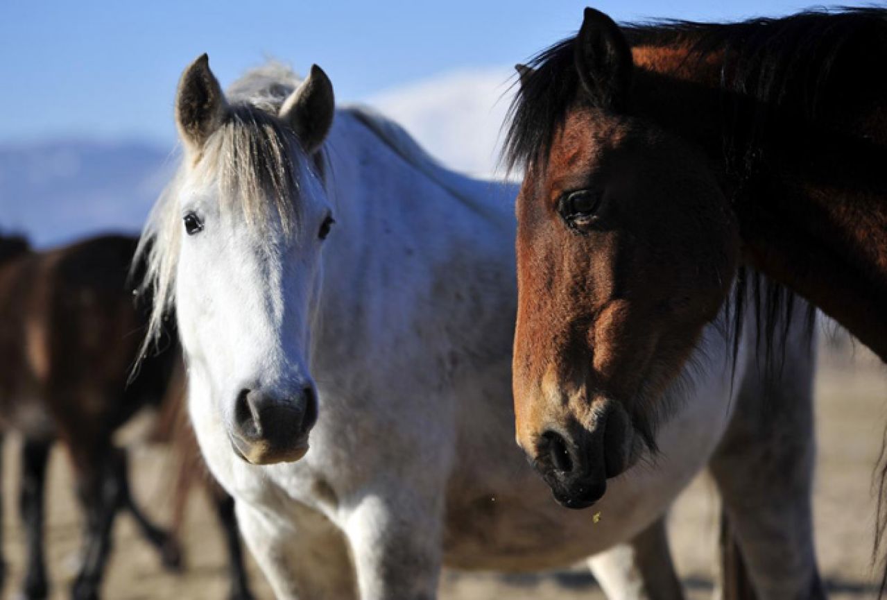 Bosanski konji na sigurnom i u dobrom stanju