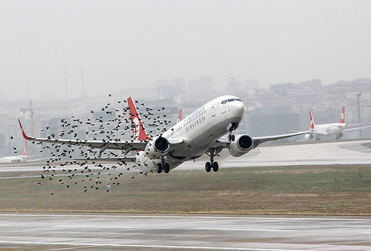  U New Yorku ubili 70 000 ptica kako bi nebo učinili sigurnijim za avione 