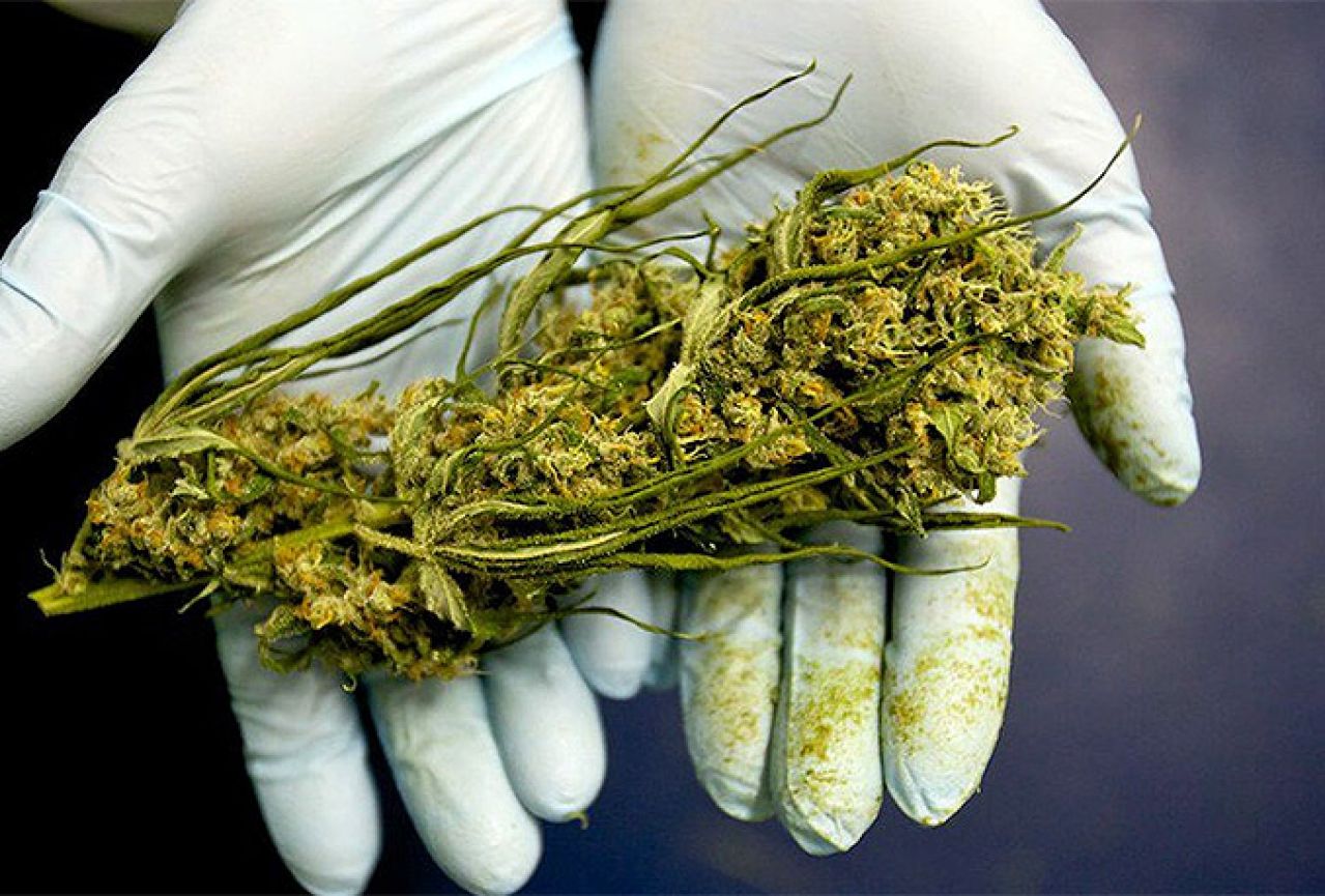 Njemačka legalizirala marihuanu u medicinske svrhe