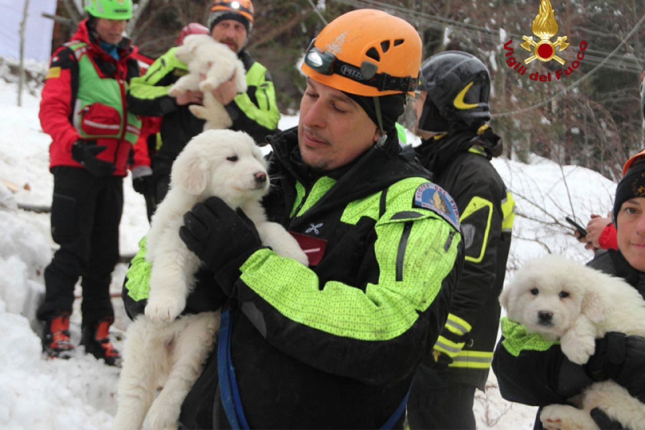 Živi i zdravi: Tri štenca spašena iz hotela zatrpanog lavinom