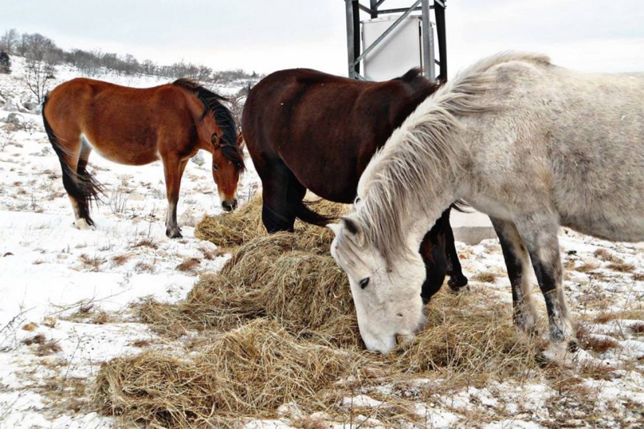 VIDEO | Zima veliki izazov za konje na Bilima