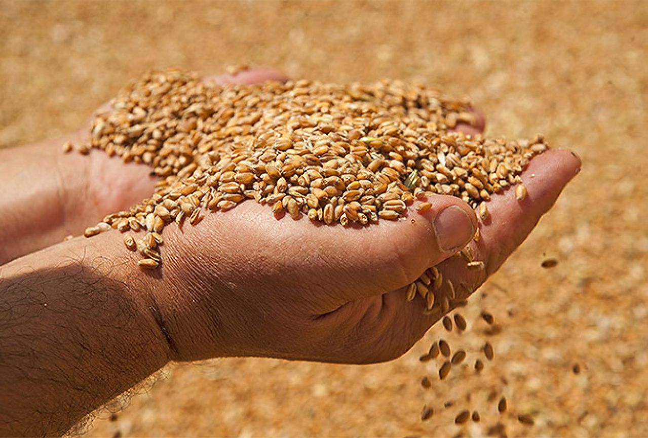 Rusija postala svjetski lider u izvozu pšenice 