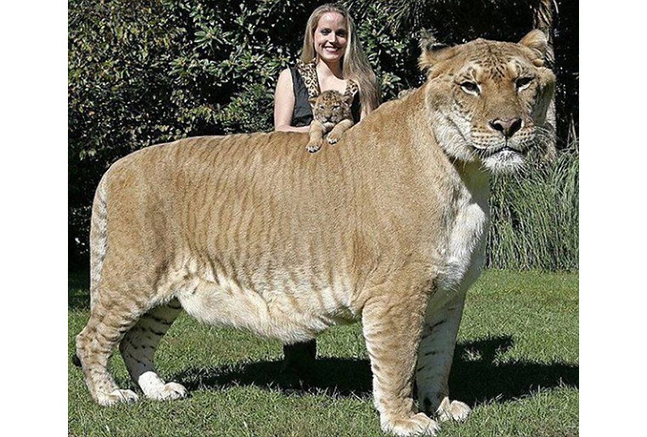Mladunče dobiveno križanjem lava i tigrice okoćeno u ruskom putujućem zoo-u