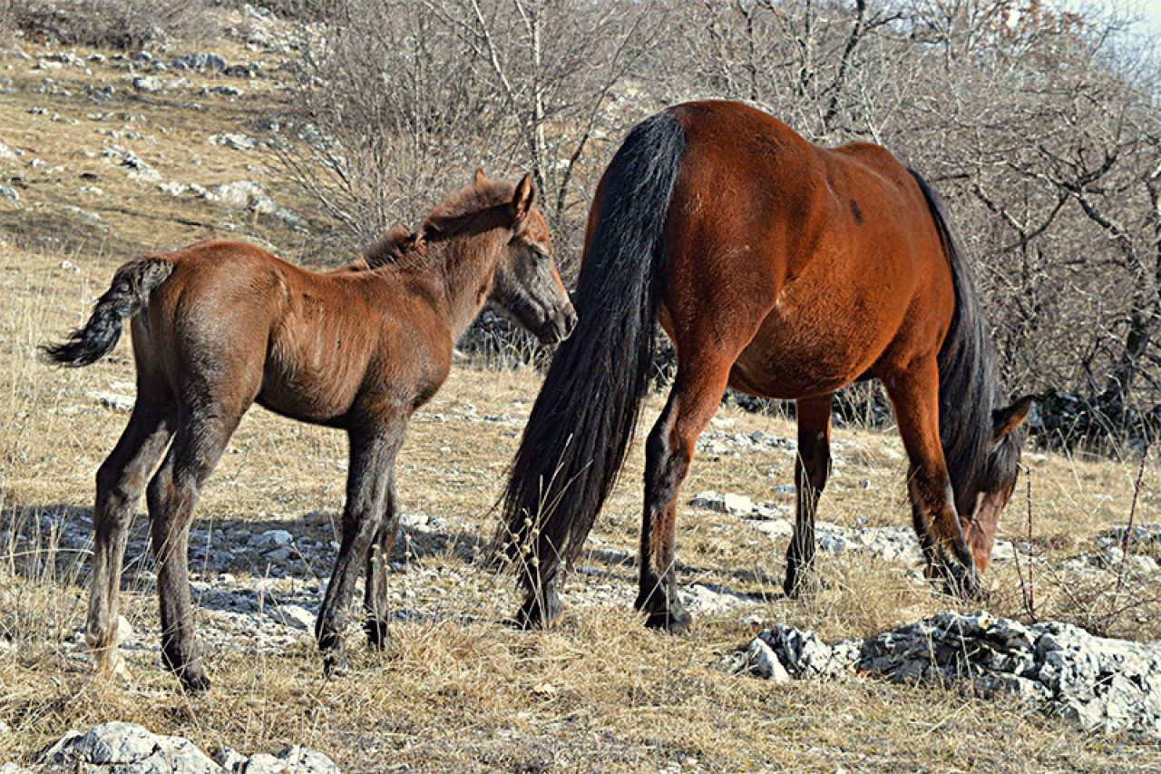 VIDEO | Konji na Bilima uživaju u prvim znakovima proljeća
