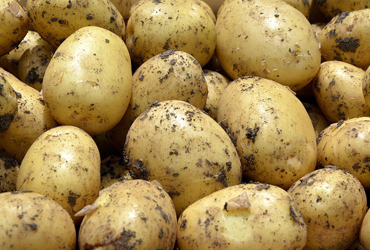 Ukinuta carina na mladi krumpir