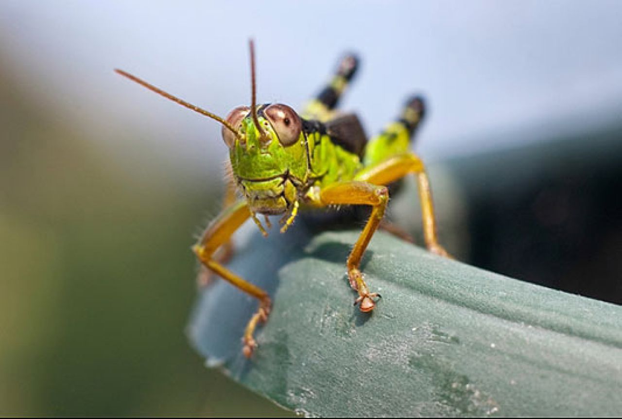 Cvrčci vas više neće živcirati: Ova vrsta izumire!