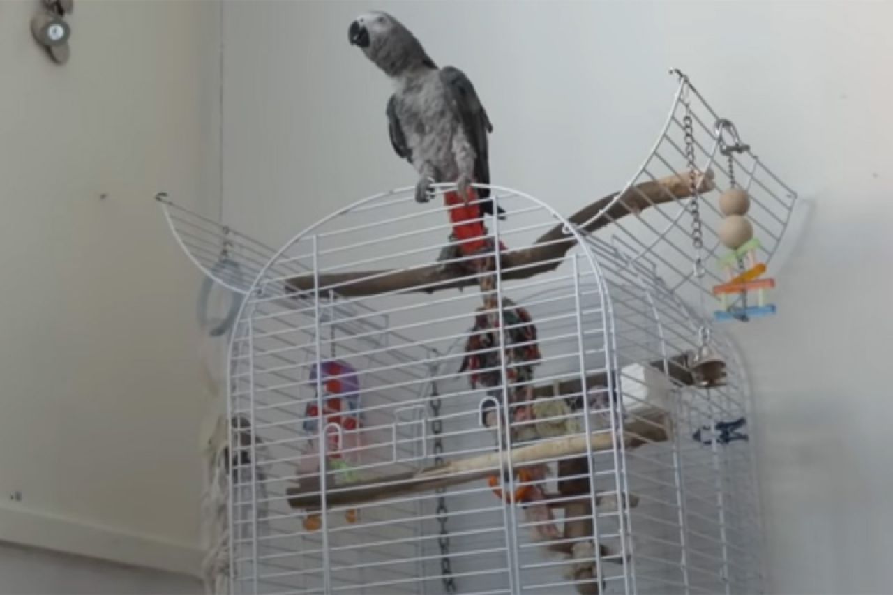 VIDEO | Sarajlija prodaje papagaja koji izgovara ''Allahu ekber''
