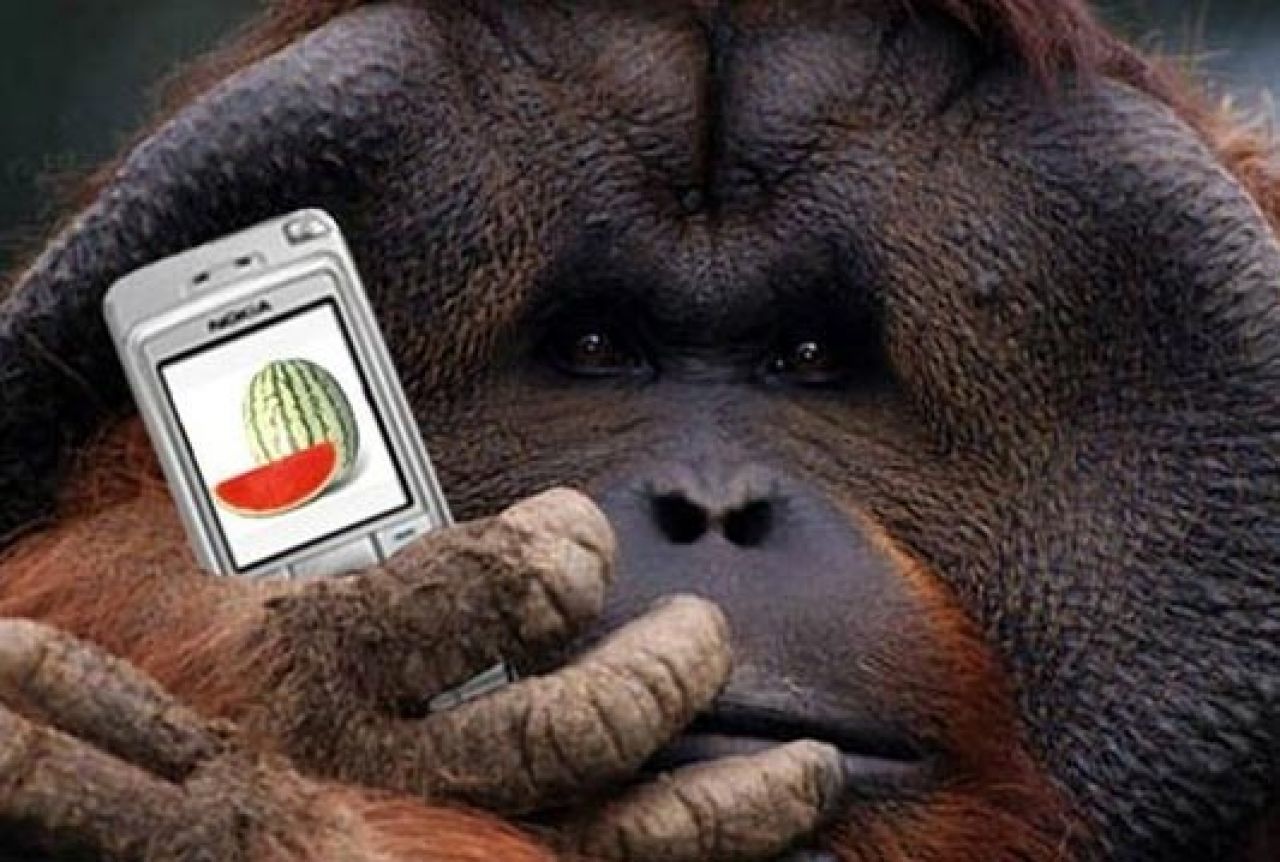 Glasanje orangutana rasvijetlilo razvoj ljudske komunikacije