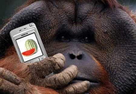 https://storage.bljesak.info/article/186797/450x310/orangutan-i-ipad.jpg