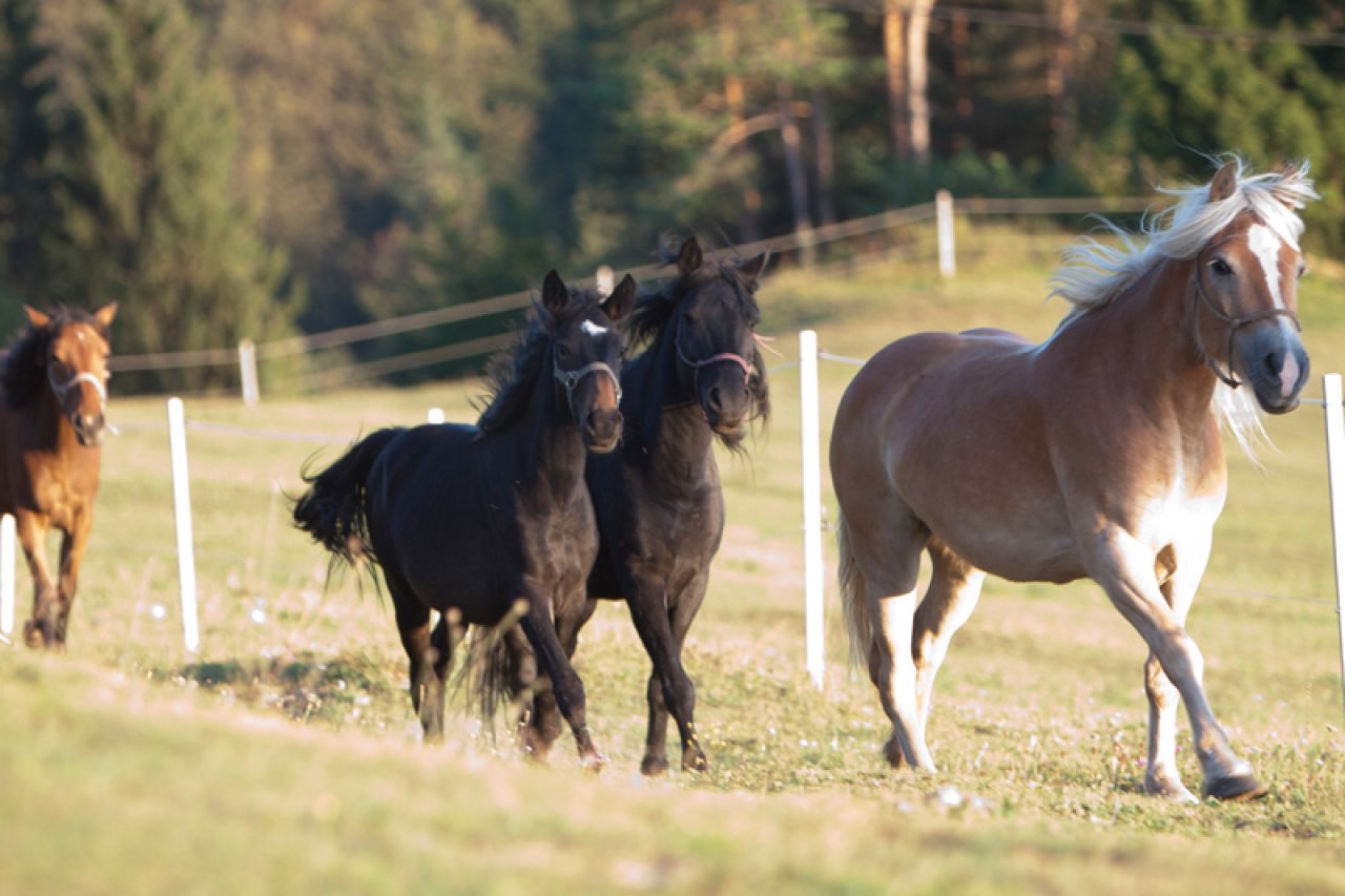 U Austriji kreće uzgoj bosanskog brdskog konja 