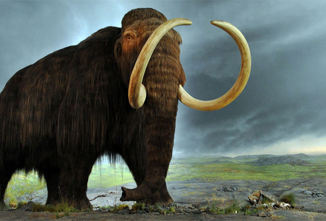 Znanstvenici planiraju oživjeti mamuta do 2019. godine
