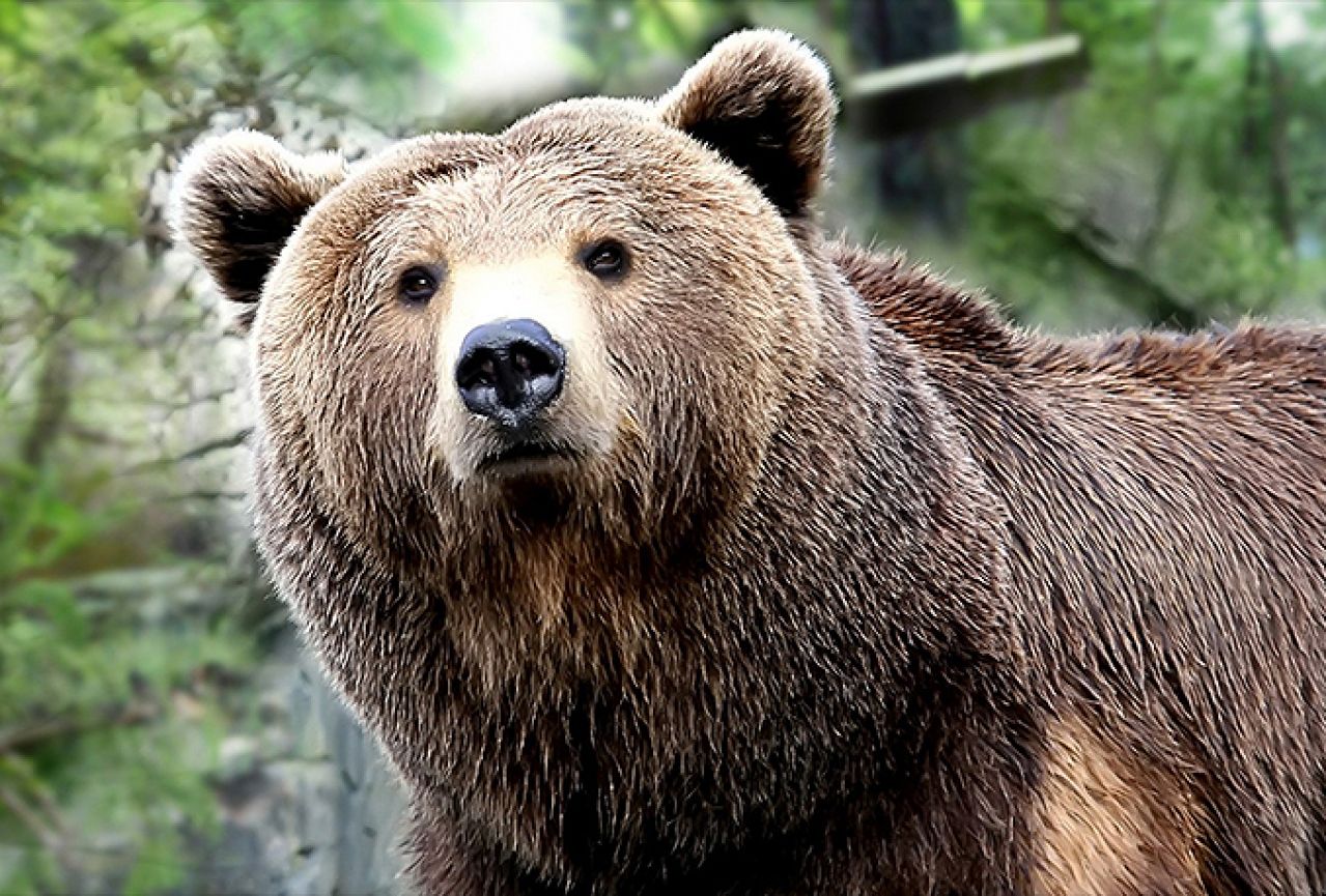 Šta ti je država: Odšteta za umirovljenika kojeg je napao medvjed