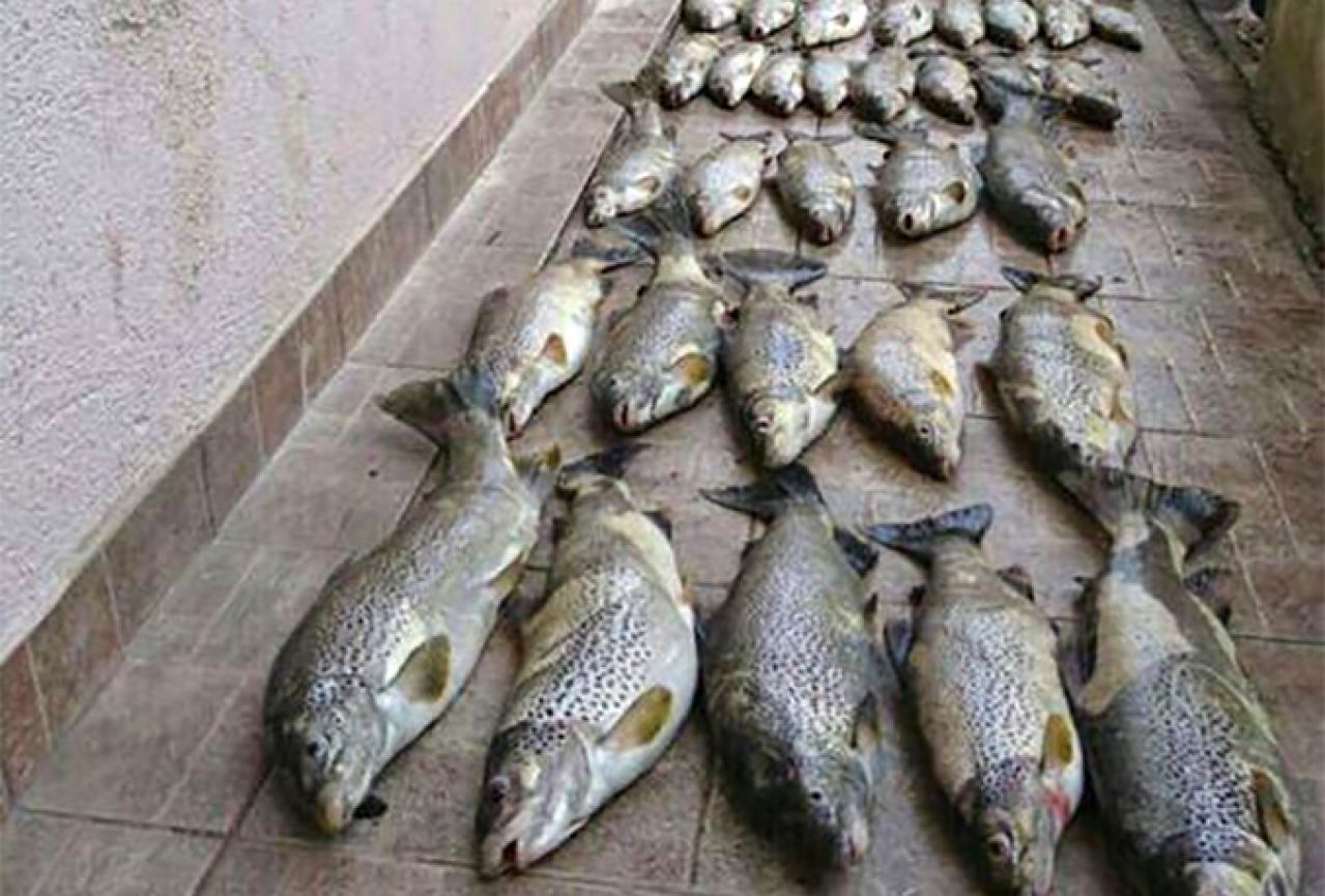 Ribari po Hercegovini traže krivolovca: Pobio i uslikao 60 endemskih riba