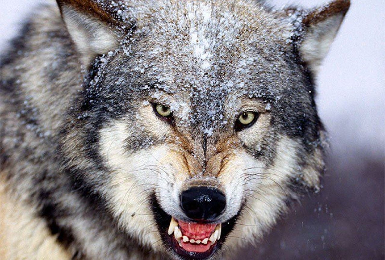Hercegovina: Završena lovačka sezona, uočen veći broj vukova