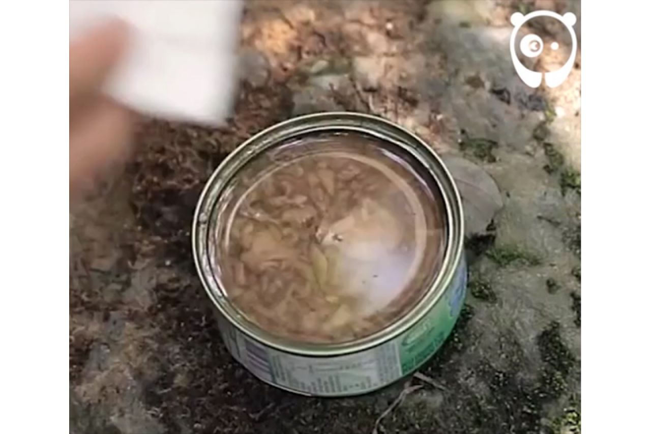 VIDEO | Kako skuhati obrok na konzervi tune
