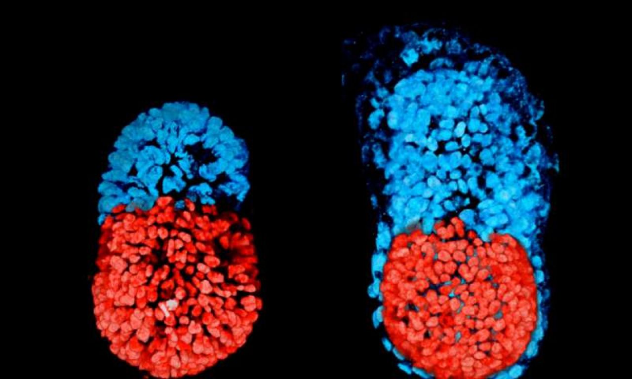 Stvoren umjetni embrij miša, mogao bi se razviti u pravu životinju