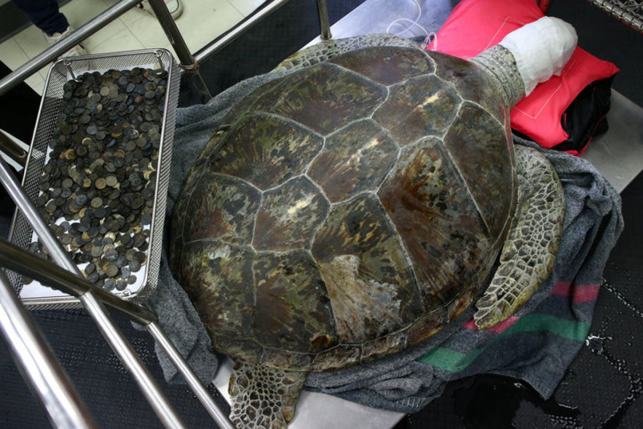 Kirurzi iz želuca kornjače izvadili gotovo 1000 kovanica