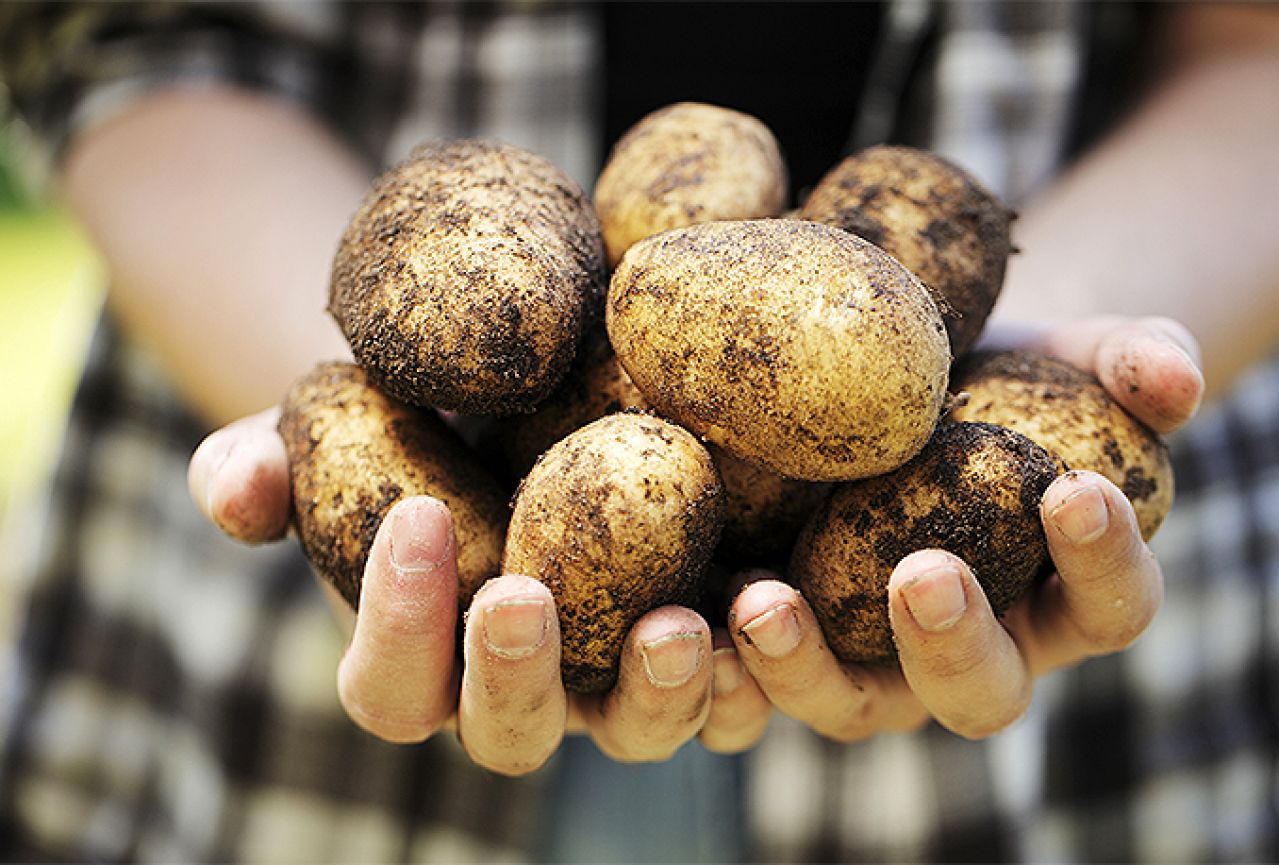 Zabranjen uvoz za još šest pošiljki sjemenskog krumpira