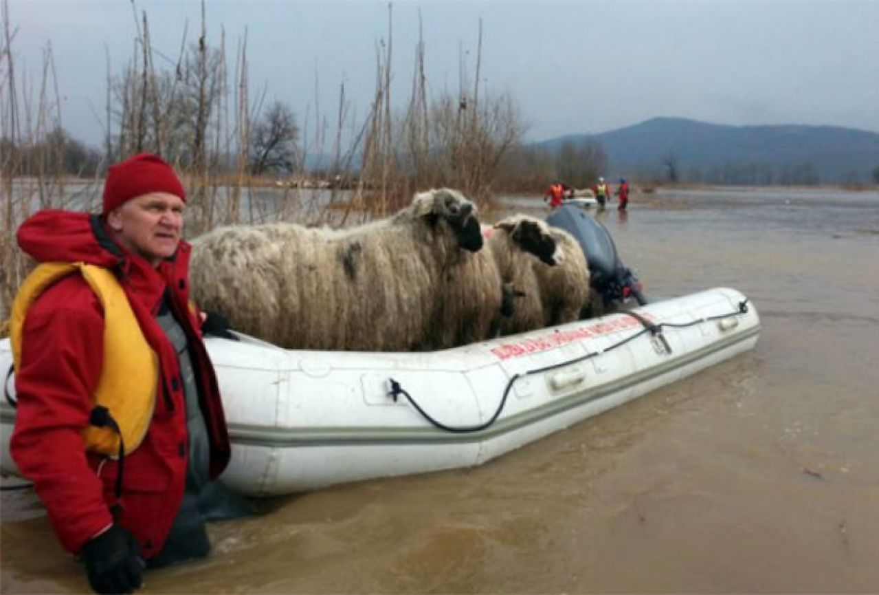 Ronioci iz nabujale Bosne spasili 700 ovaca i janjadi