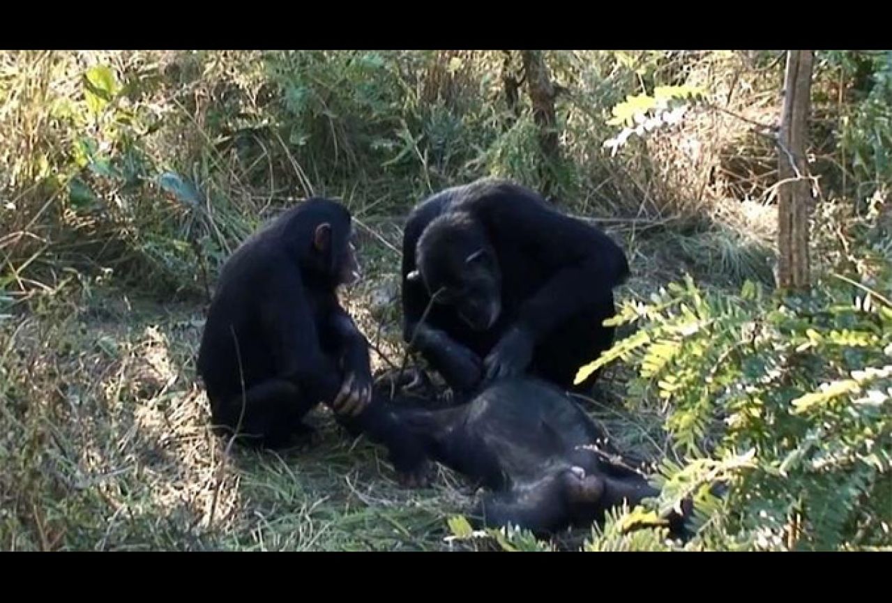 Nikad prije viđeno: Čimpanze oplakuju umrlog