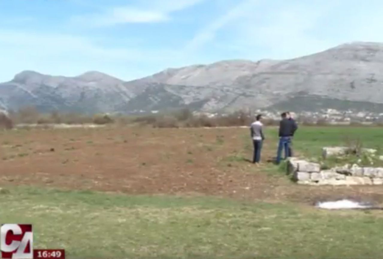 VIDEO | U Hercegovini niču prve plantaže divljeg šipka