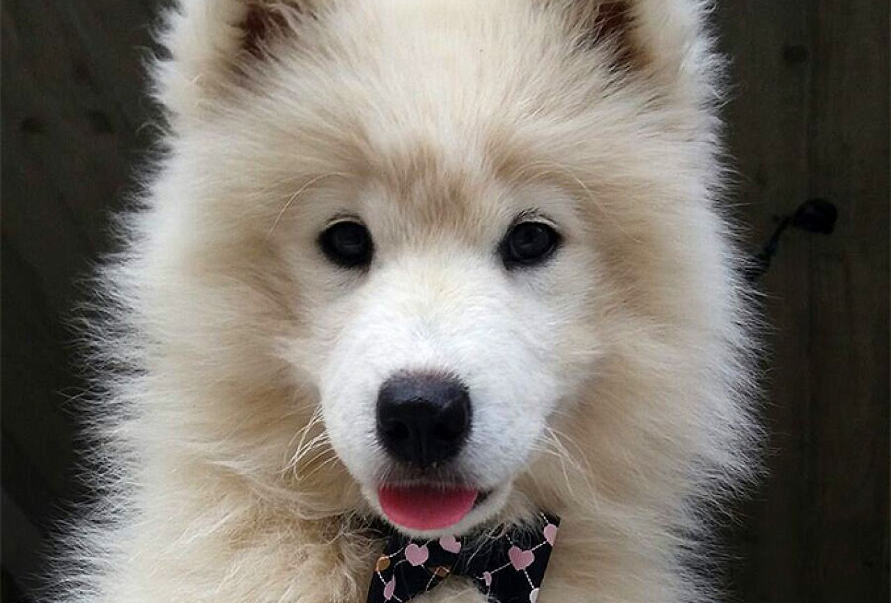 Poziv vlasnicima pasa da upišu svoje ljubimce u Registar