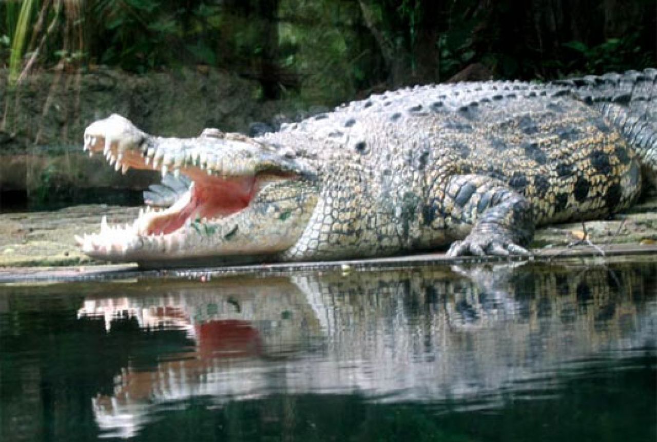 Spasila supruga iz čeljusti krokodila