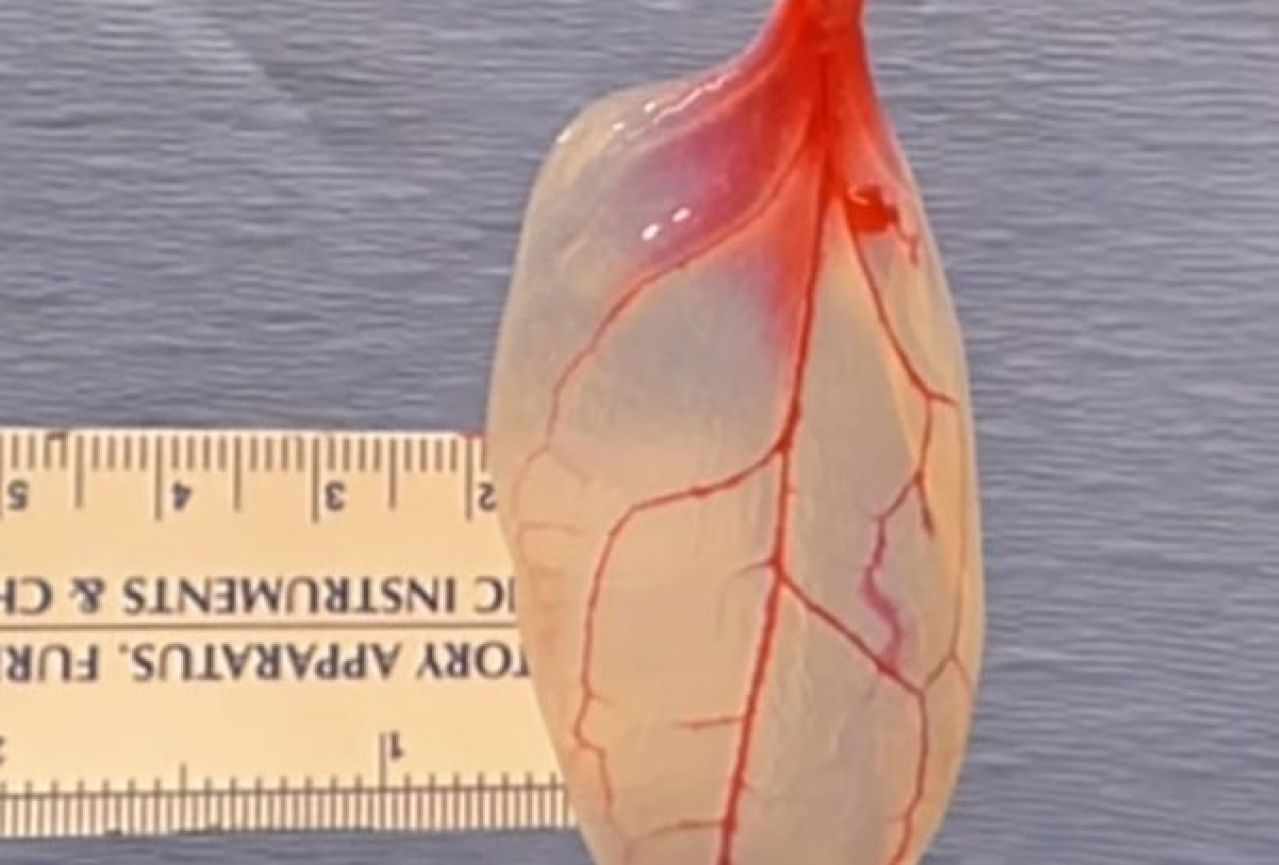 VIDEO | Znanstvenici list špinata pretvorili u mišićno tkivo