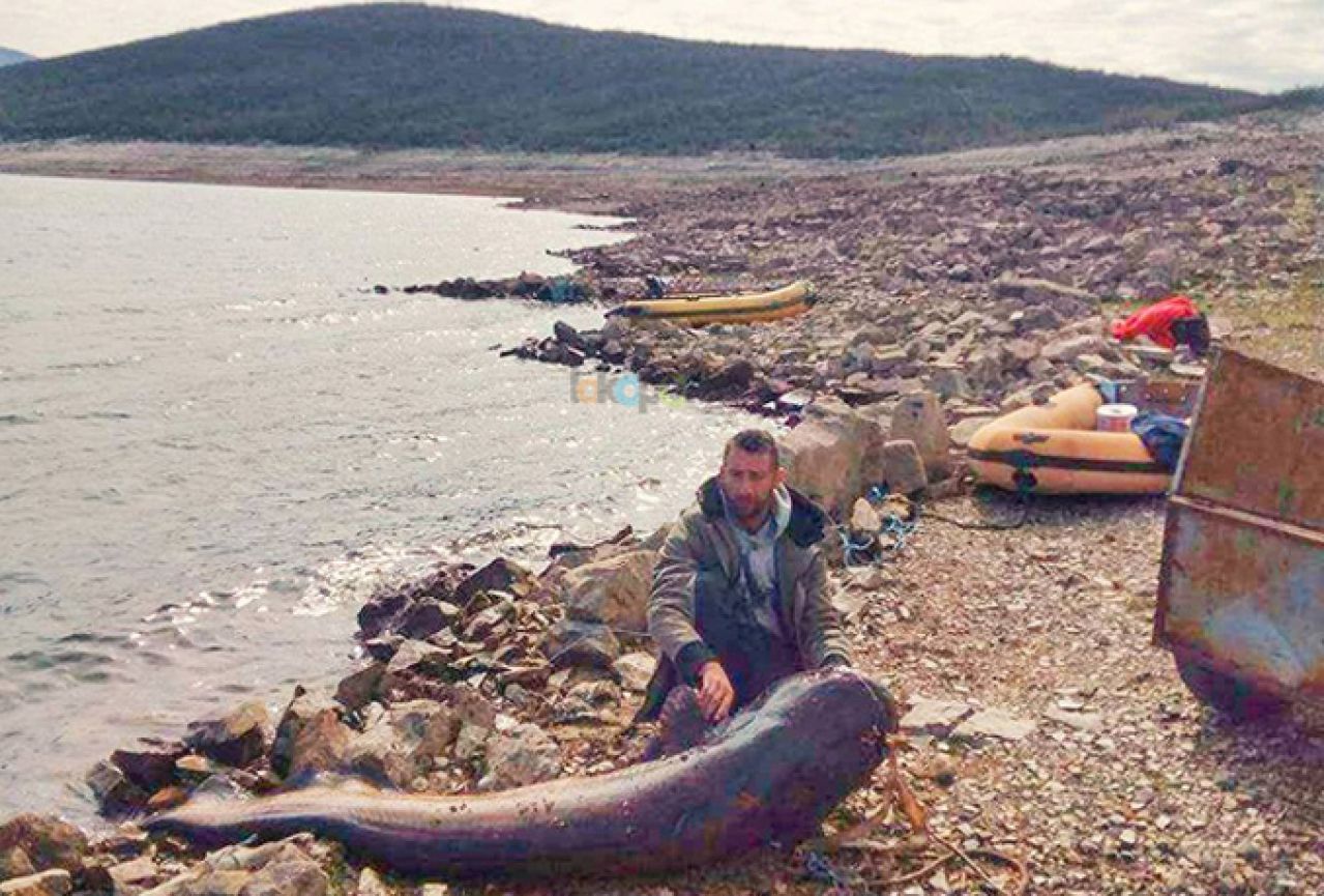 Uhvaćen najveća 'vodena neman' ikada u Bilećkom jezeru