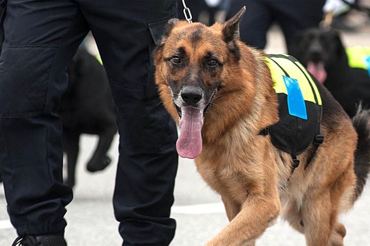 S marihuanom u džepu pomilovao policijskog psa pa završio u zatvoru