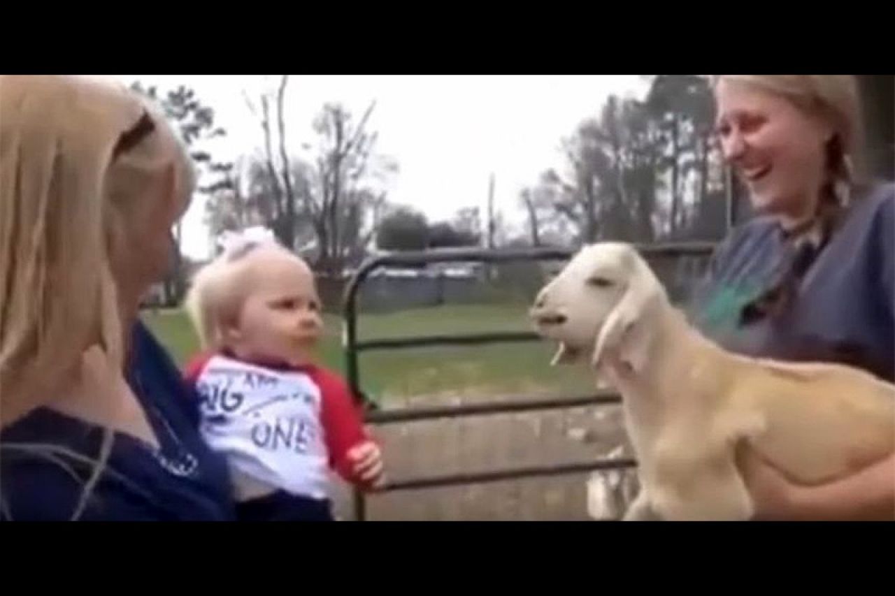 VIDEO: Beba i koza pronašle ''zajednički jezik''