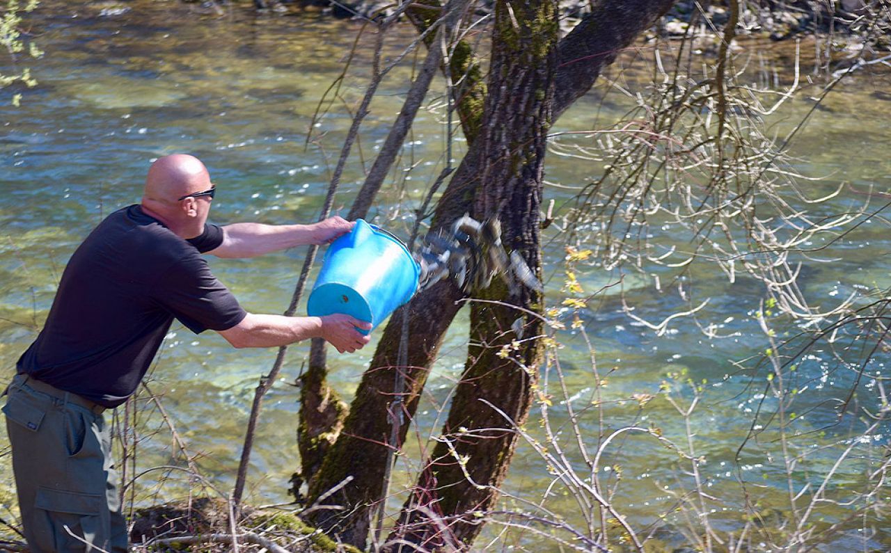Poribljavanje ribolovnog područja Jablanica 11. travnja