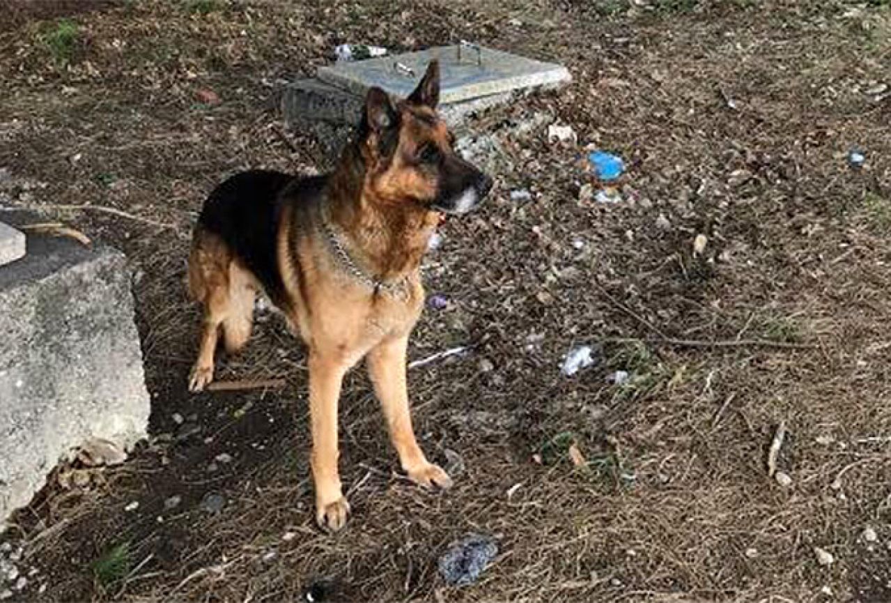 Mostar: Nestao pas na Rudniku
